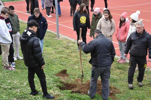 Díszfákat ültettünk 